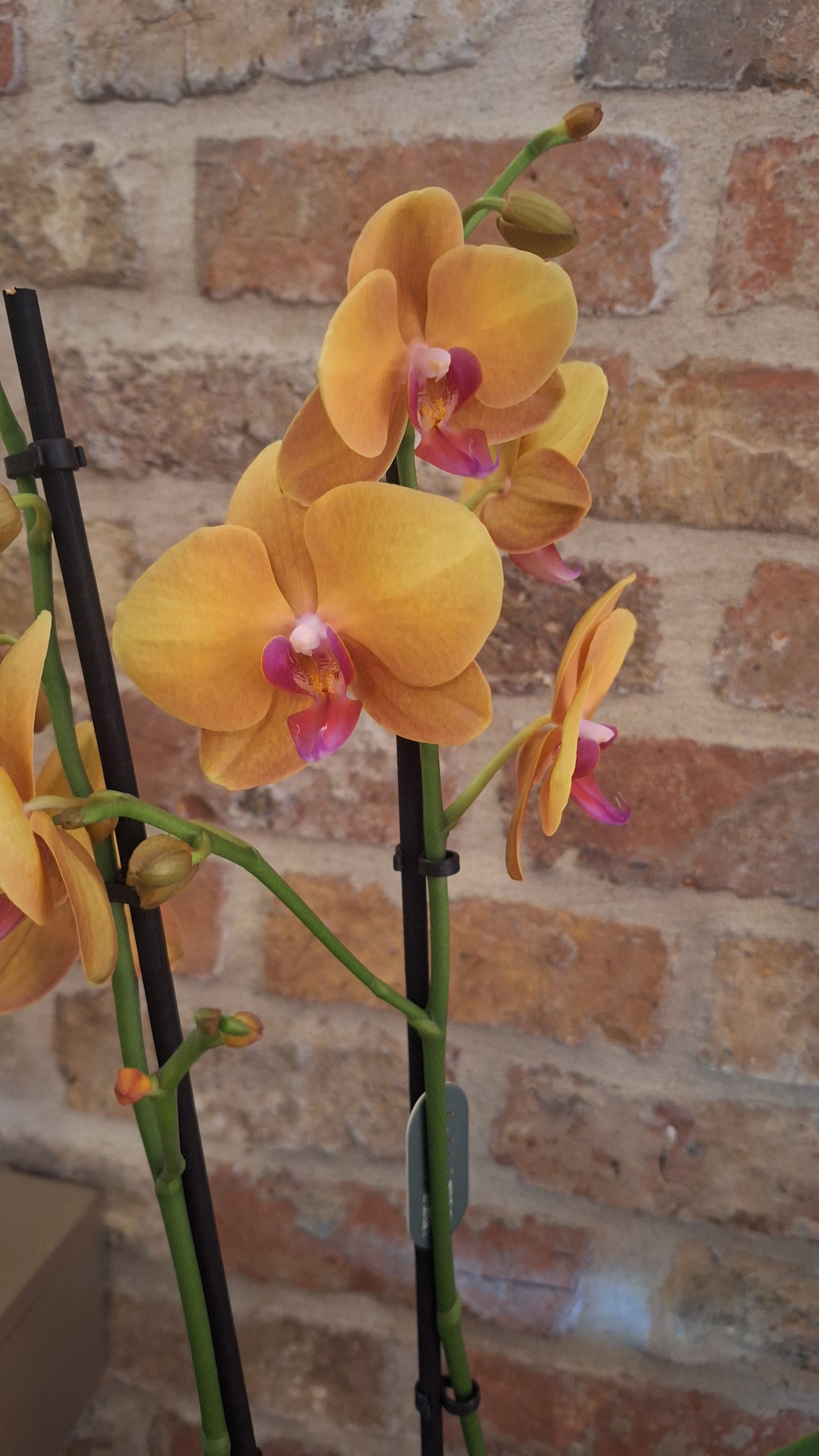 Orchidee buddha 2-tak dia 12cm