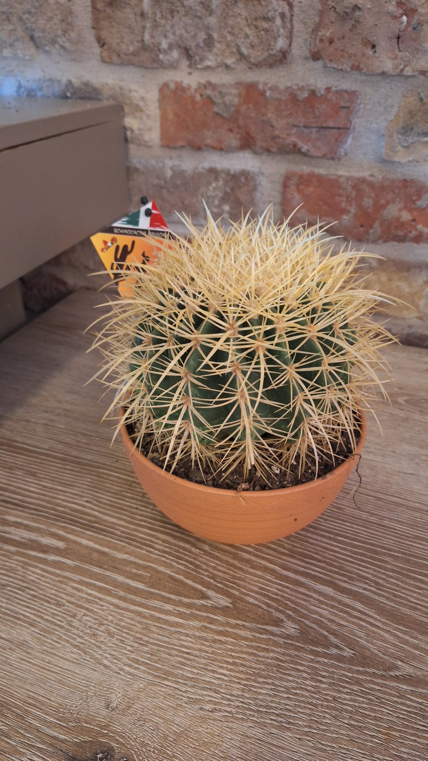 Echino cactus dia 17cm