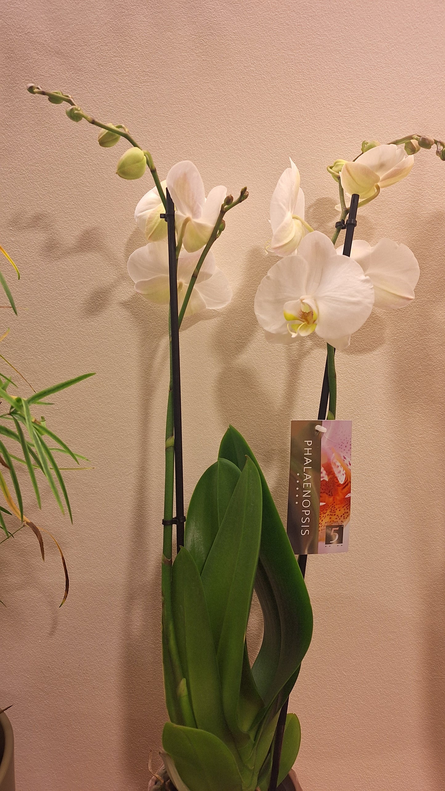 Orchidee wit