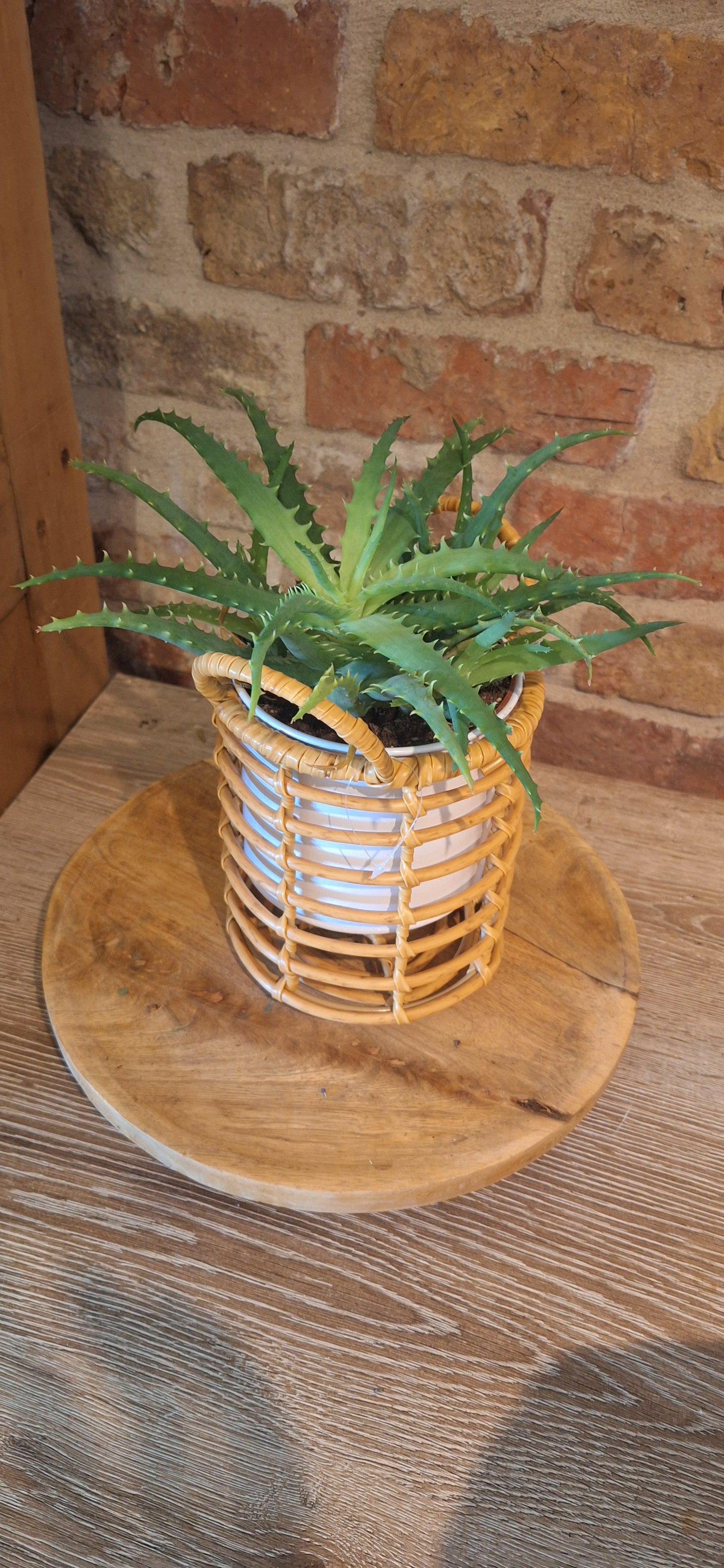 Aloe in mesh pot