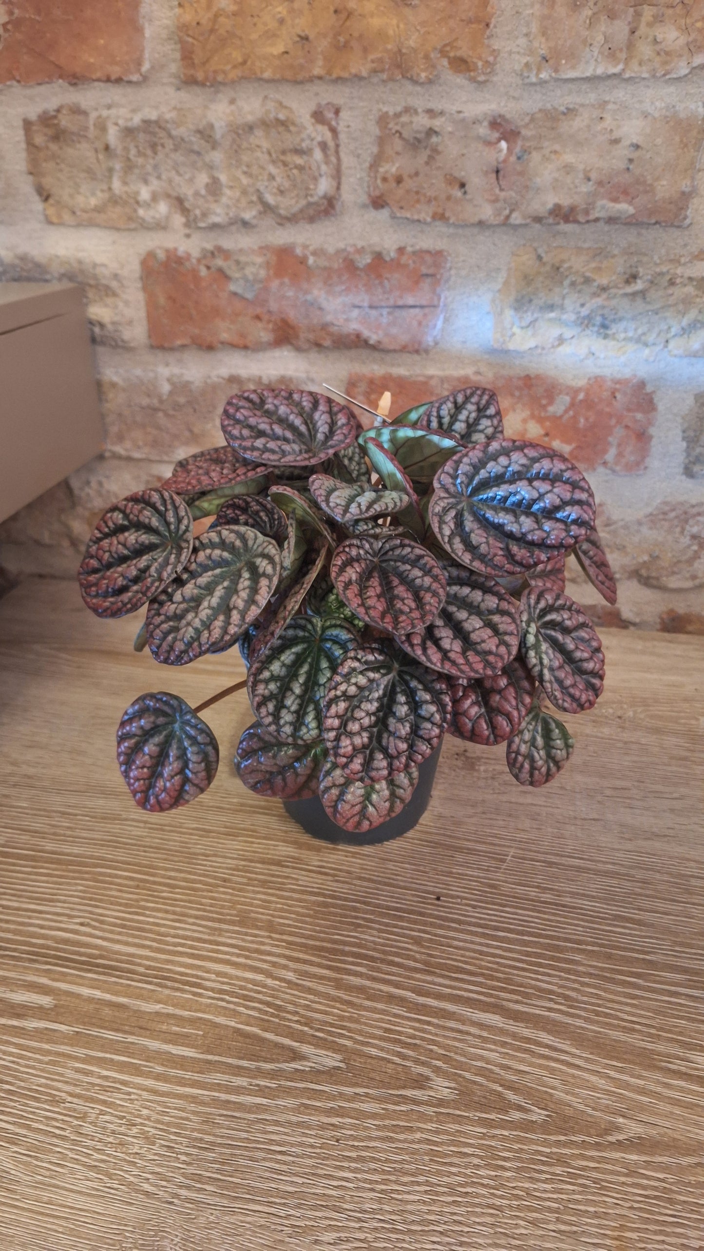 Peperomia lucinda dia 12cm