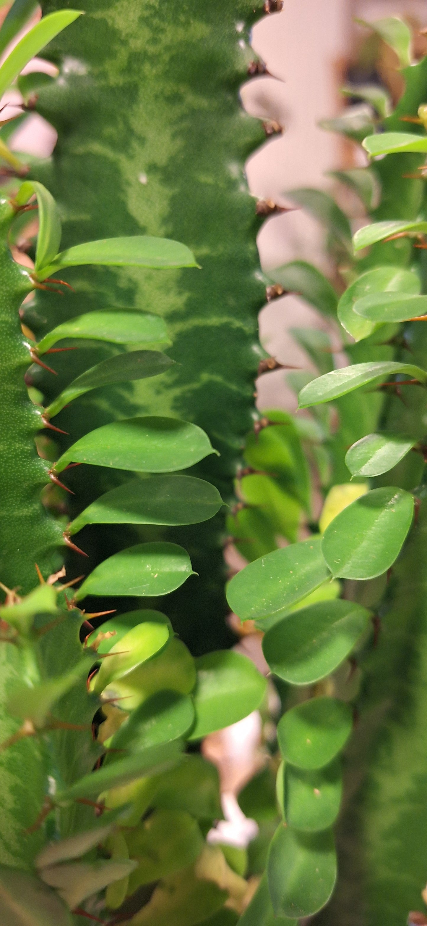 Euphorbia Trigona in Stone pot