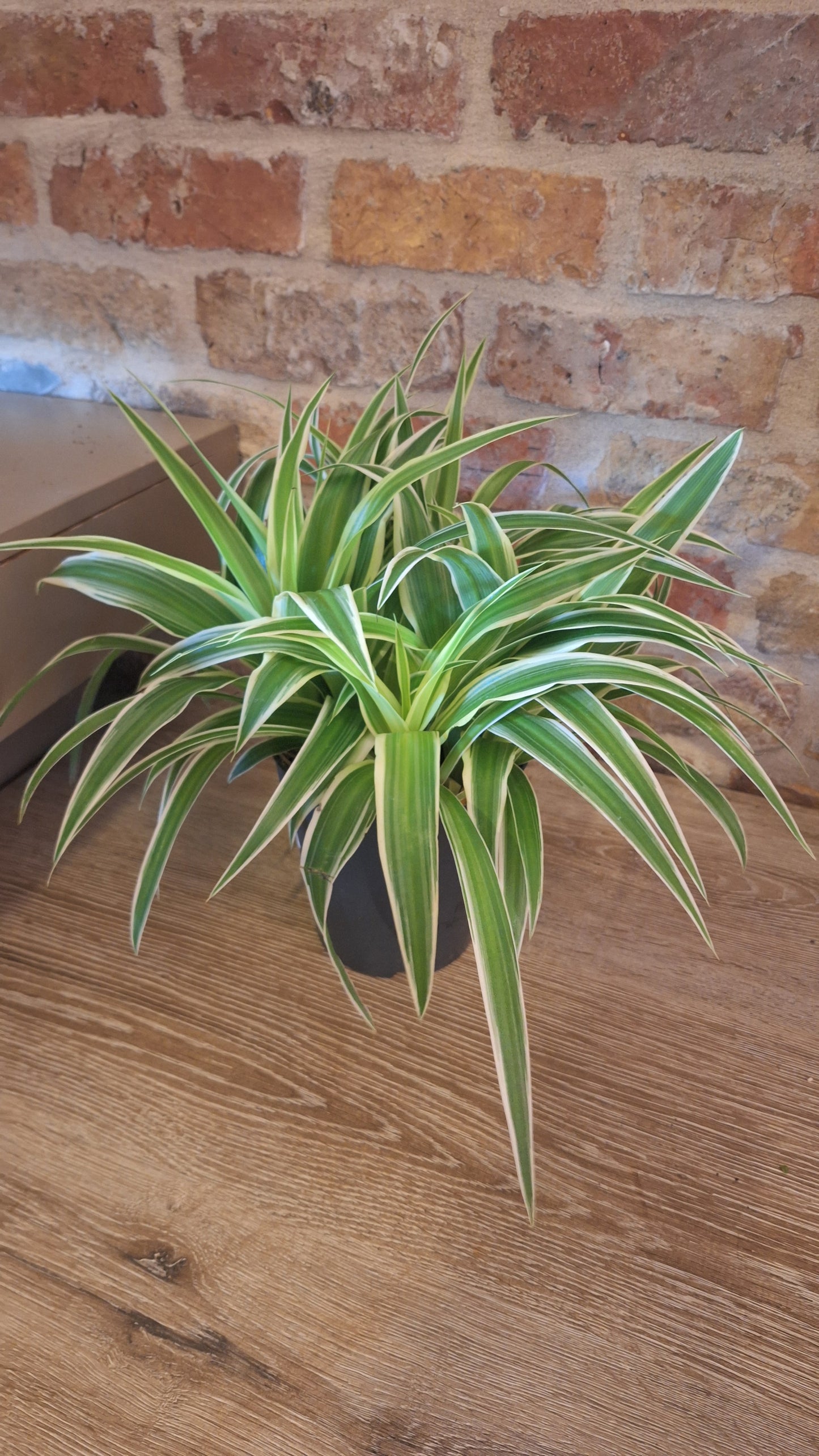 Chlorophytum dia 15cm
