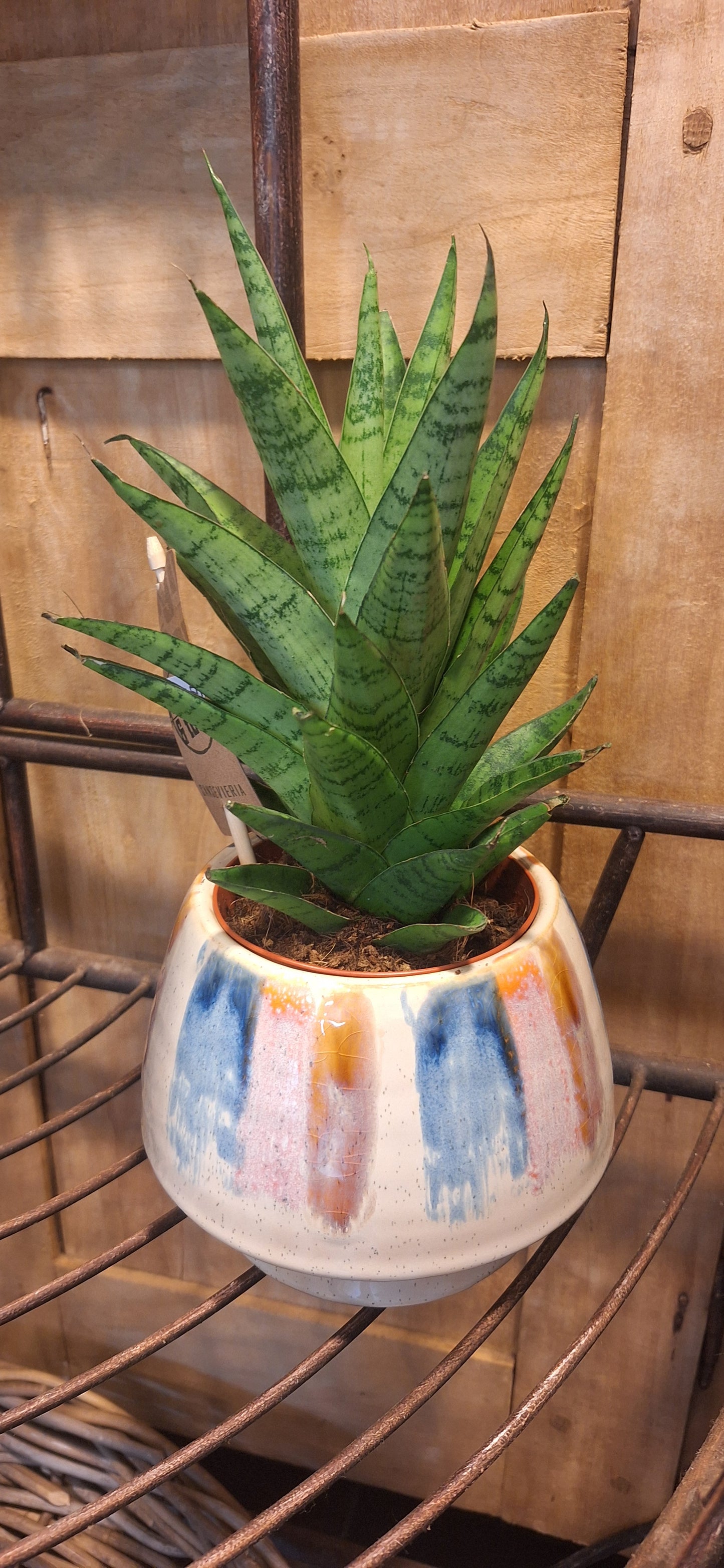 Sanseveria in pastel pot