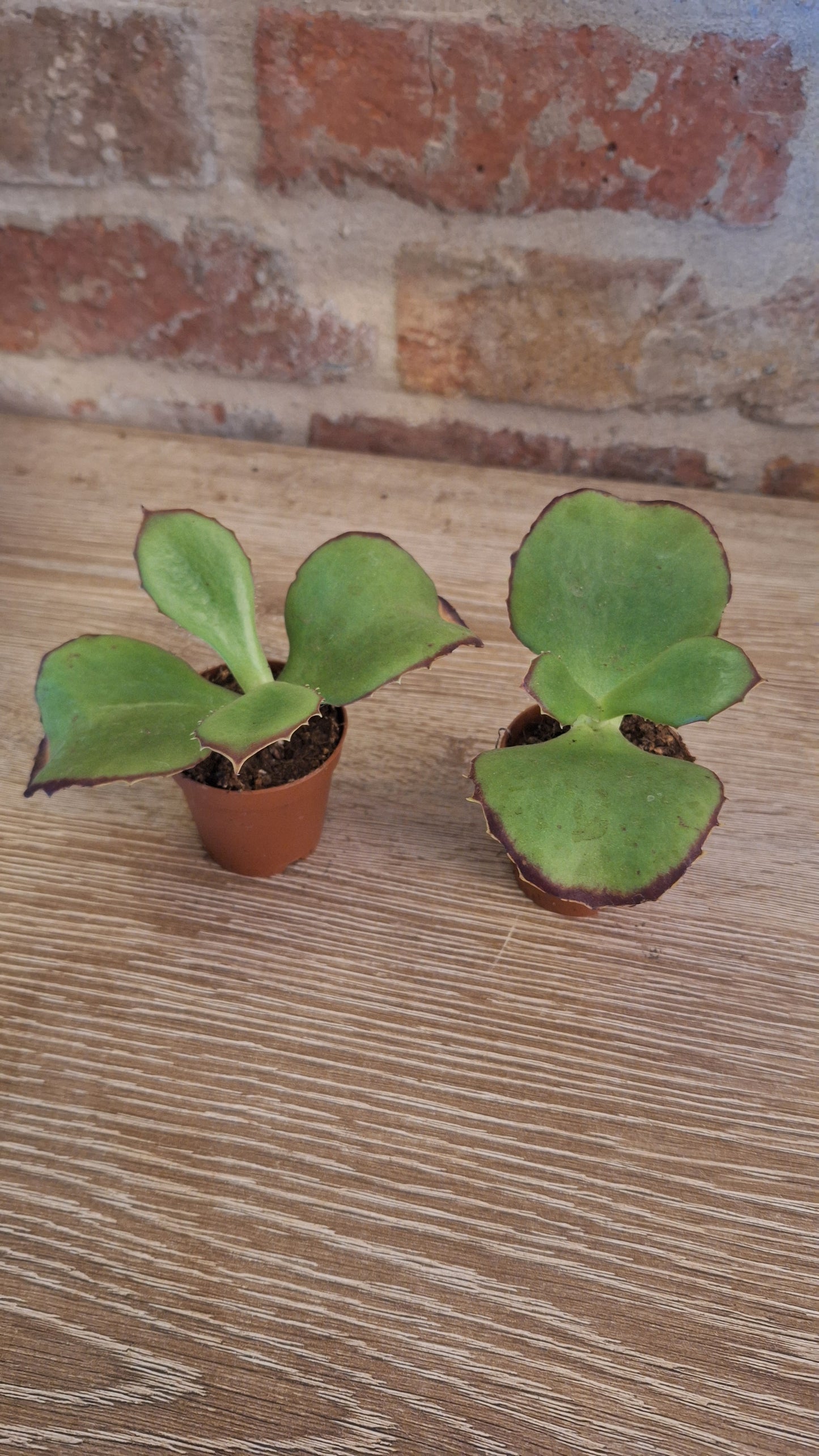 Kalanchoe synsapala dia 5.5cm