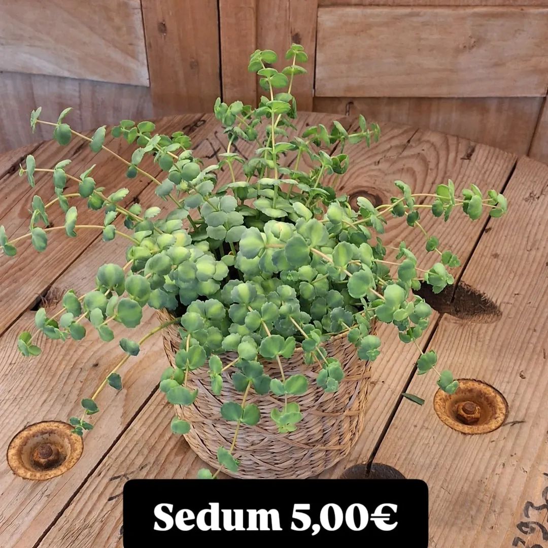 Diverse buitenplanten