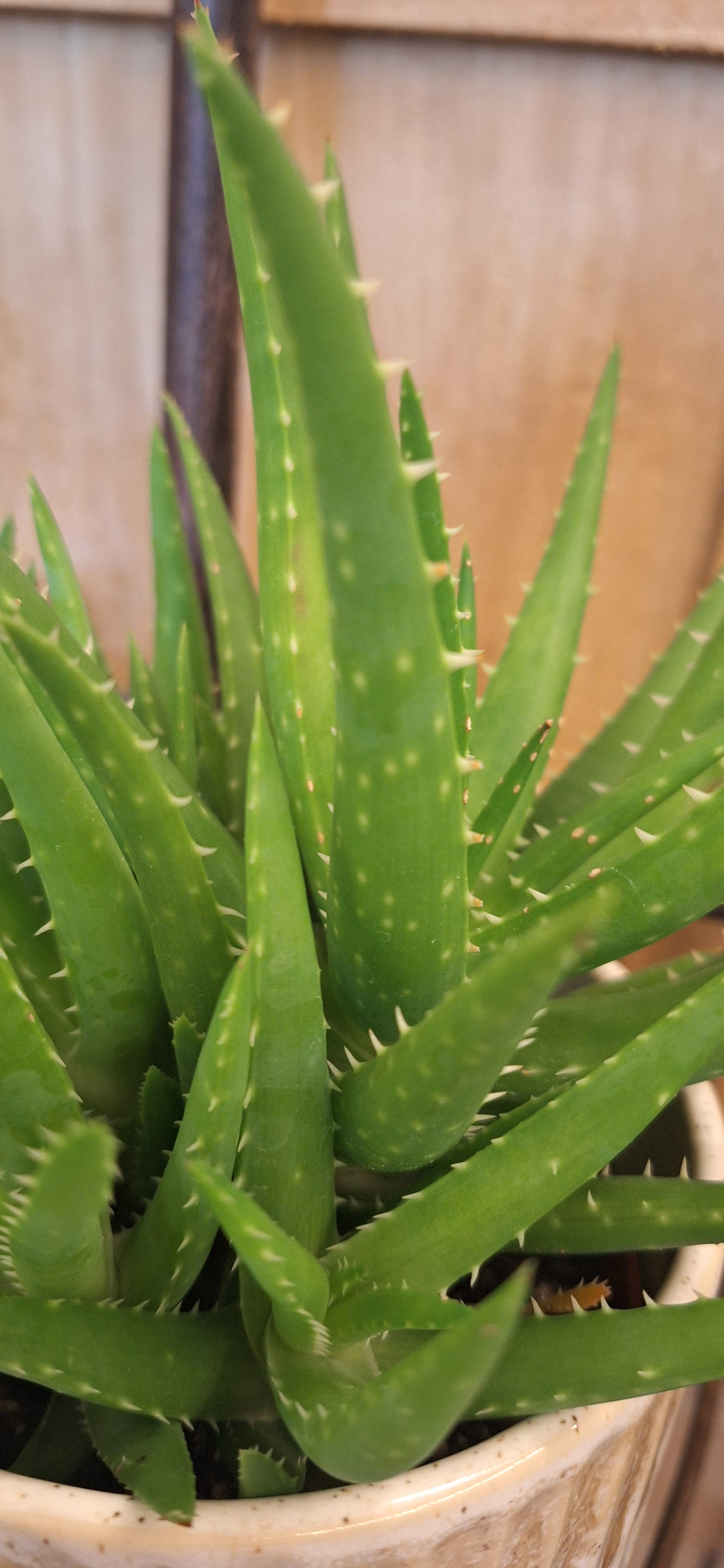 Aloë in portugal pot