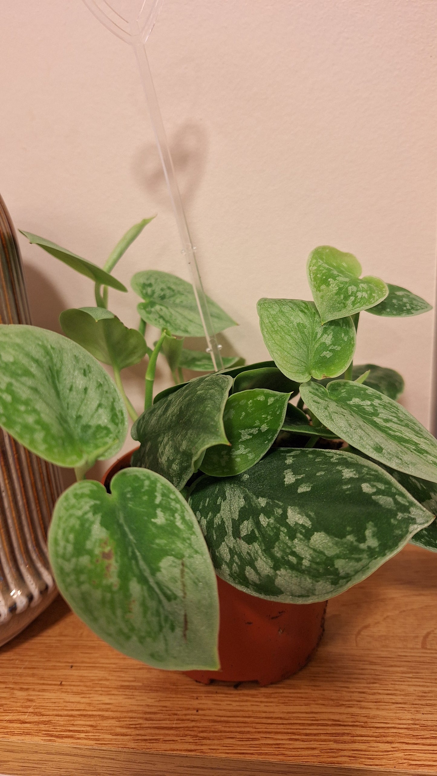 Scindapsus