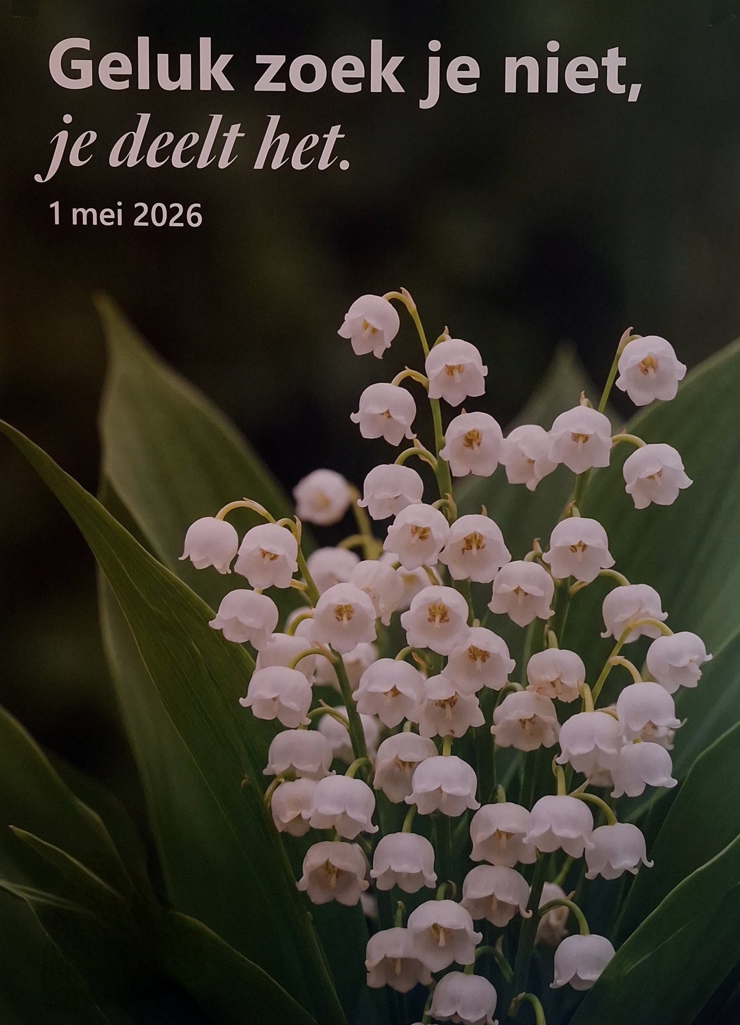 Meiklokjes in pot (plant)