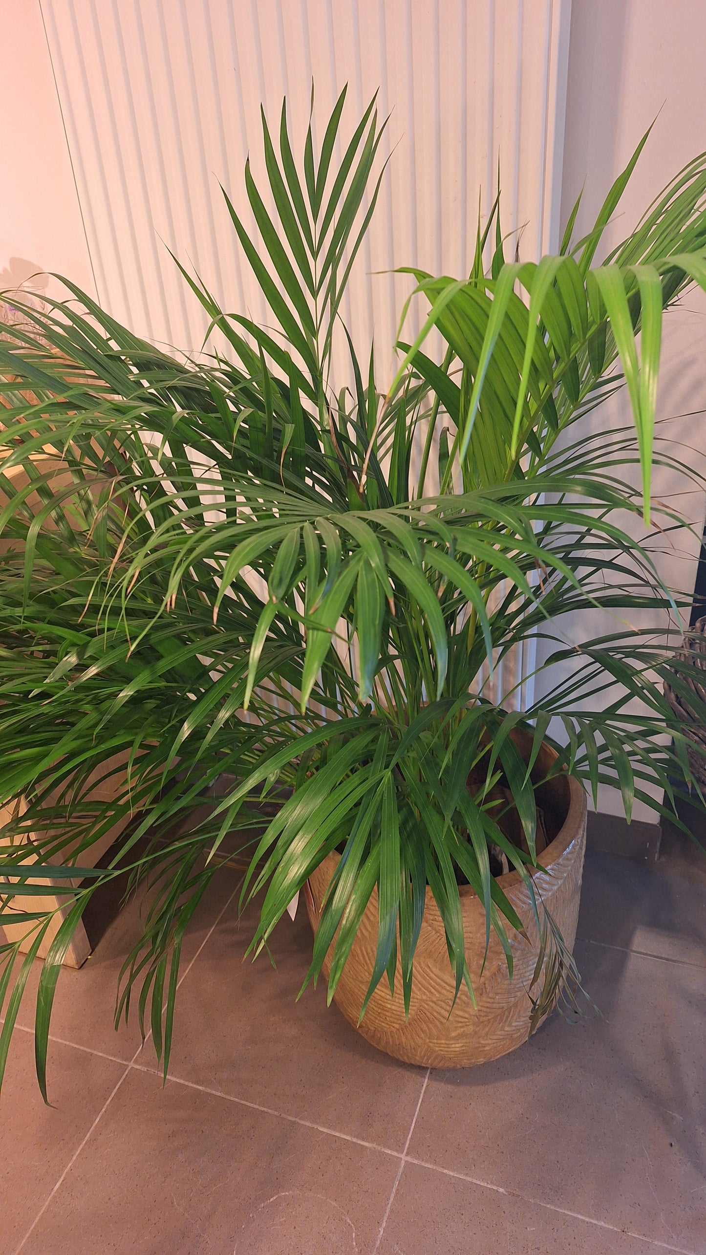 Dypsis kamerplant XL