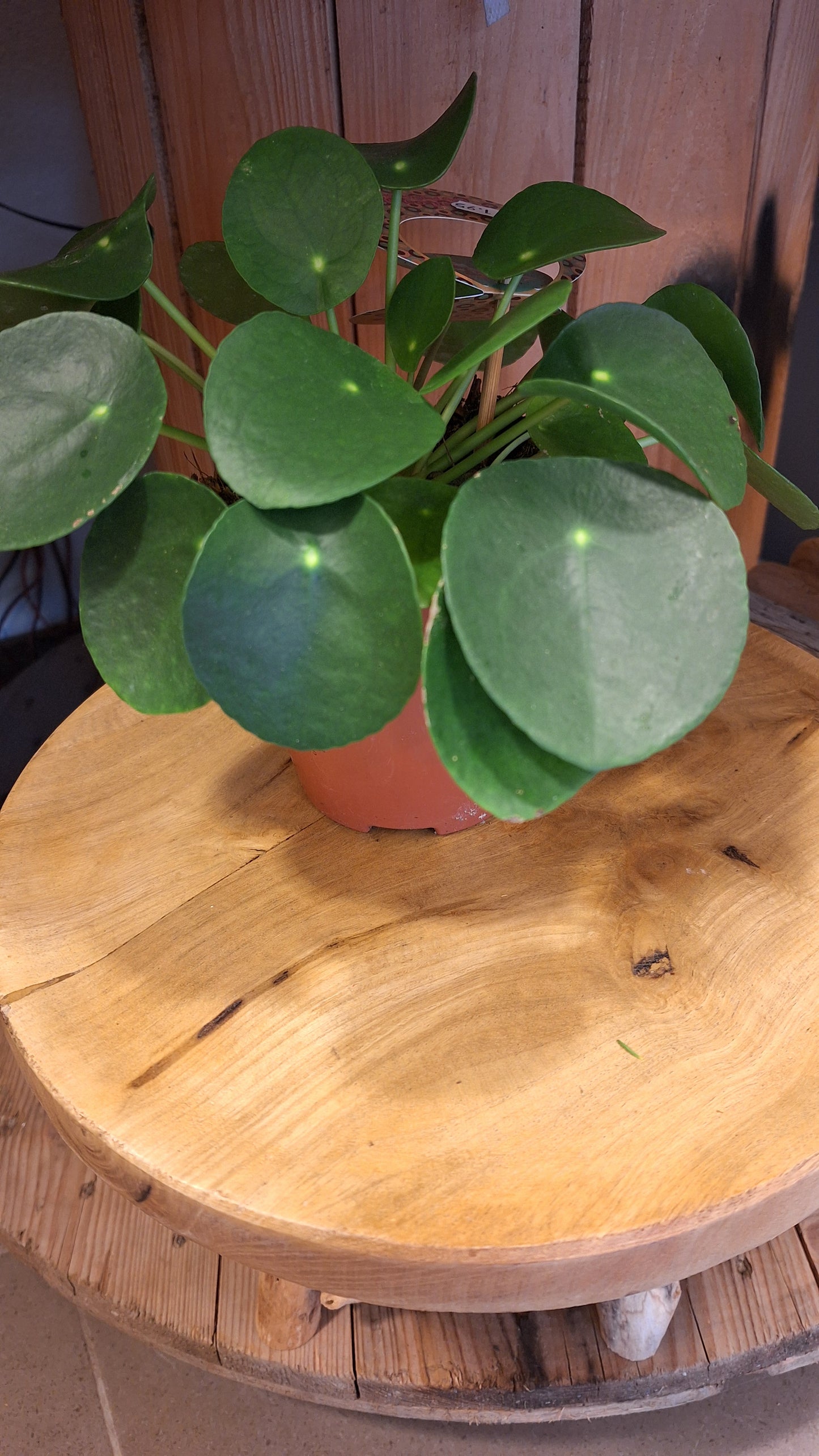 Peperomia - pannenkoekplant dia 15cm