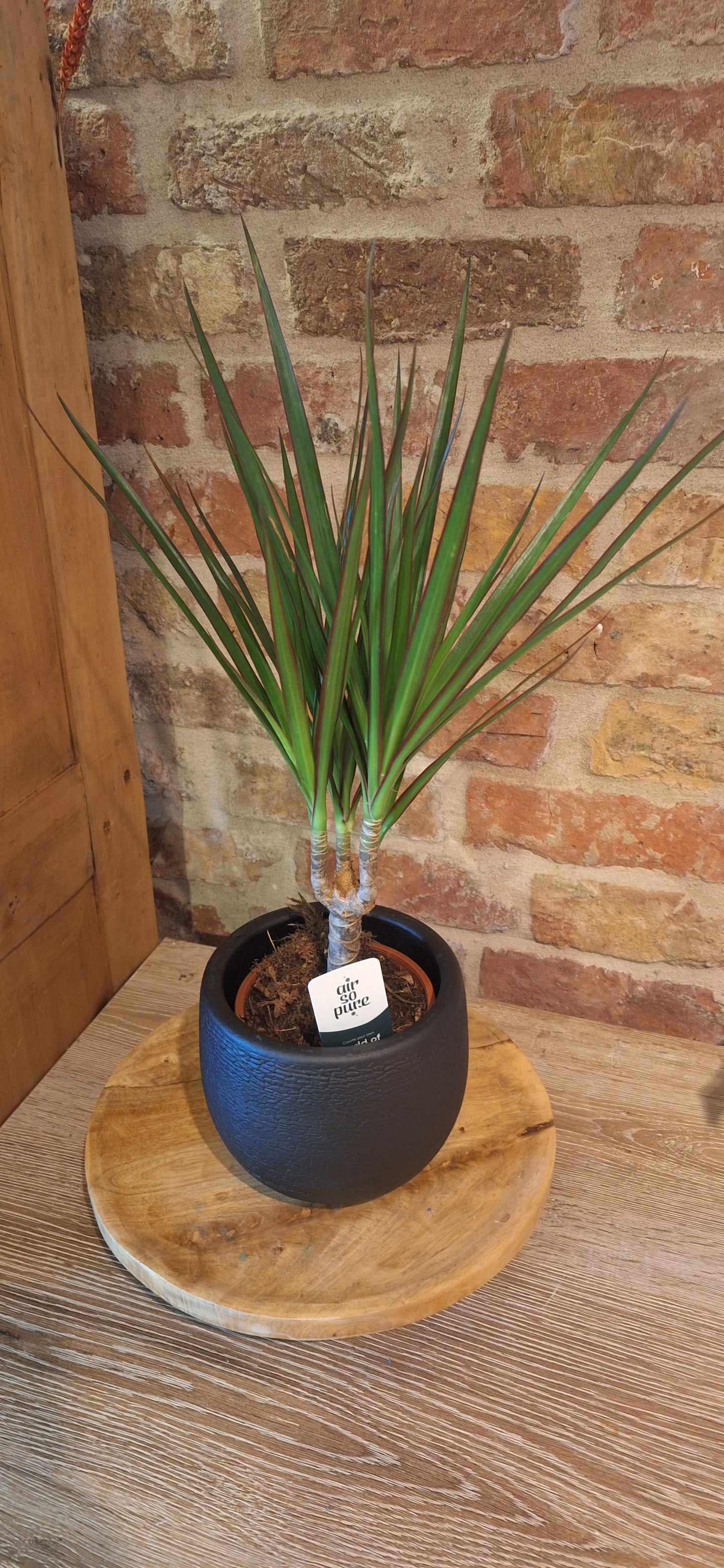 Dracena in leather pot