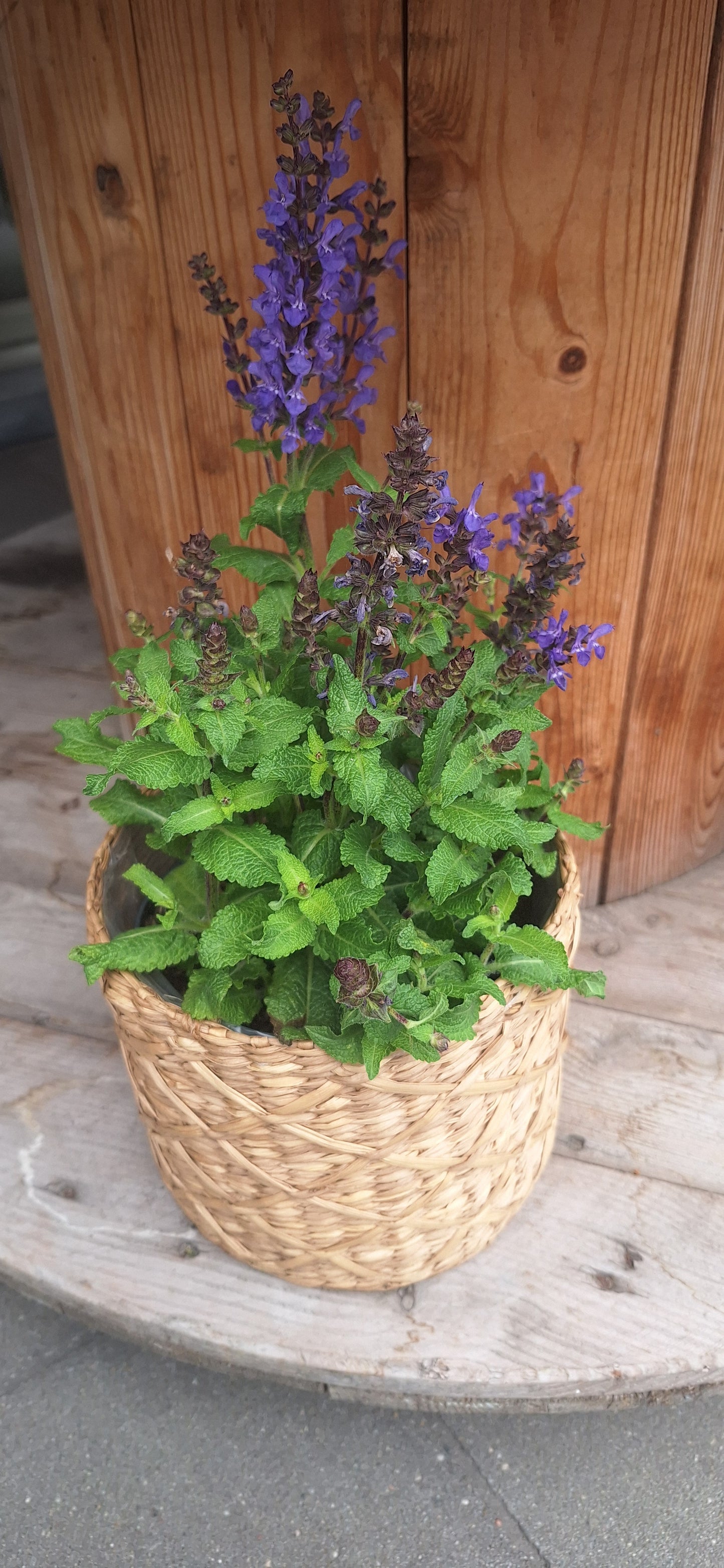 Salvia dia 13cm