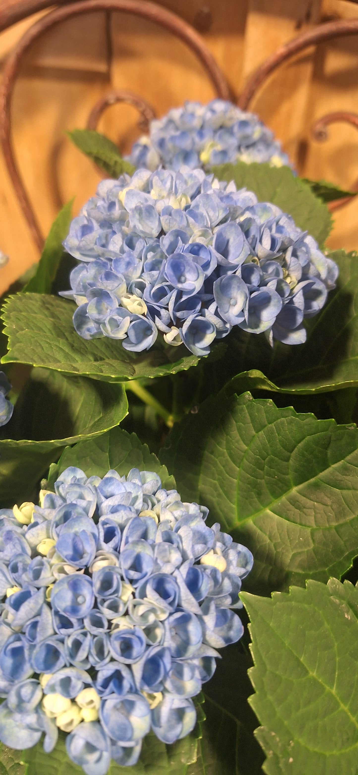 Indoor Hortensia blauw