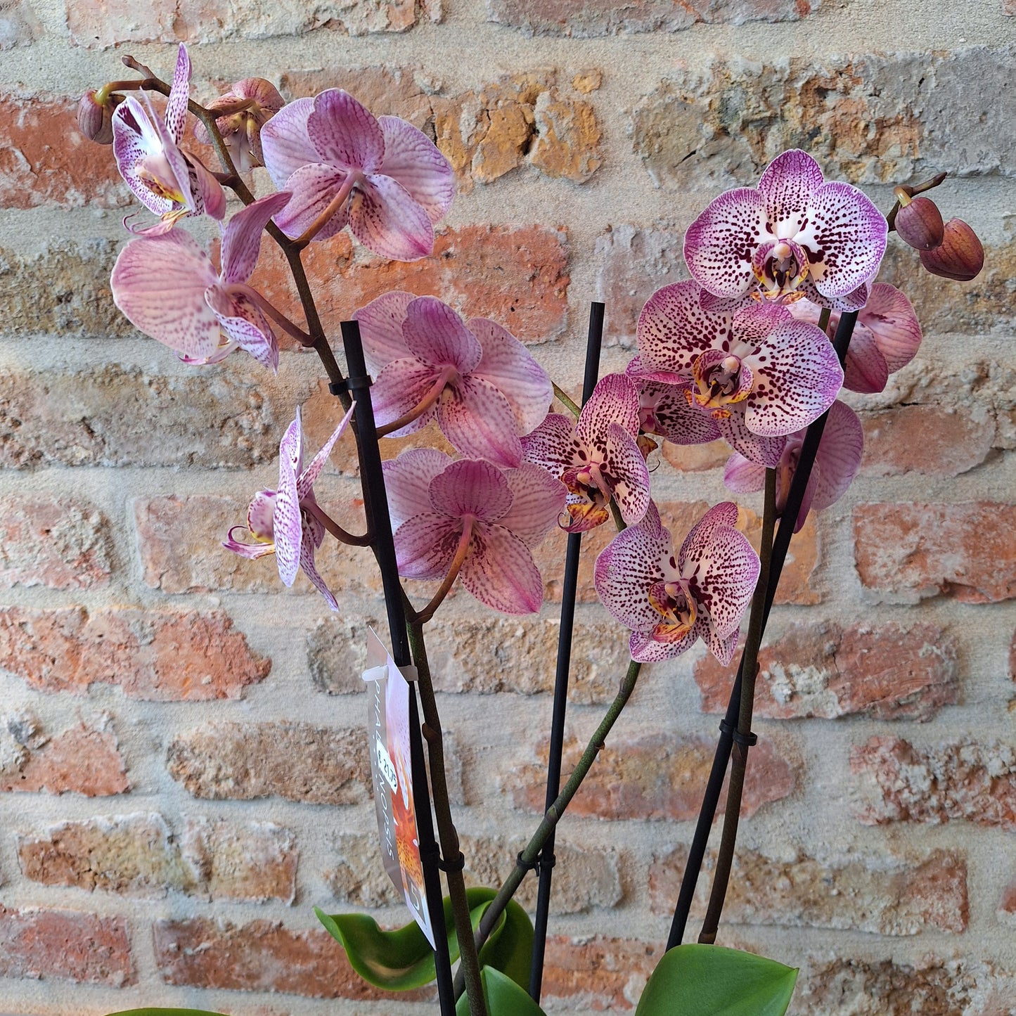 Orchidee