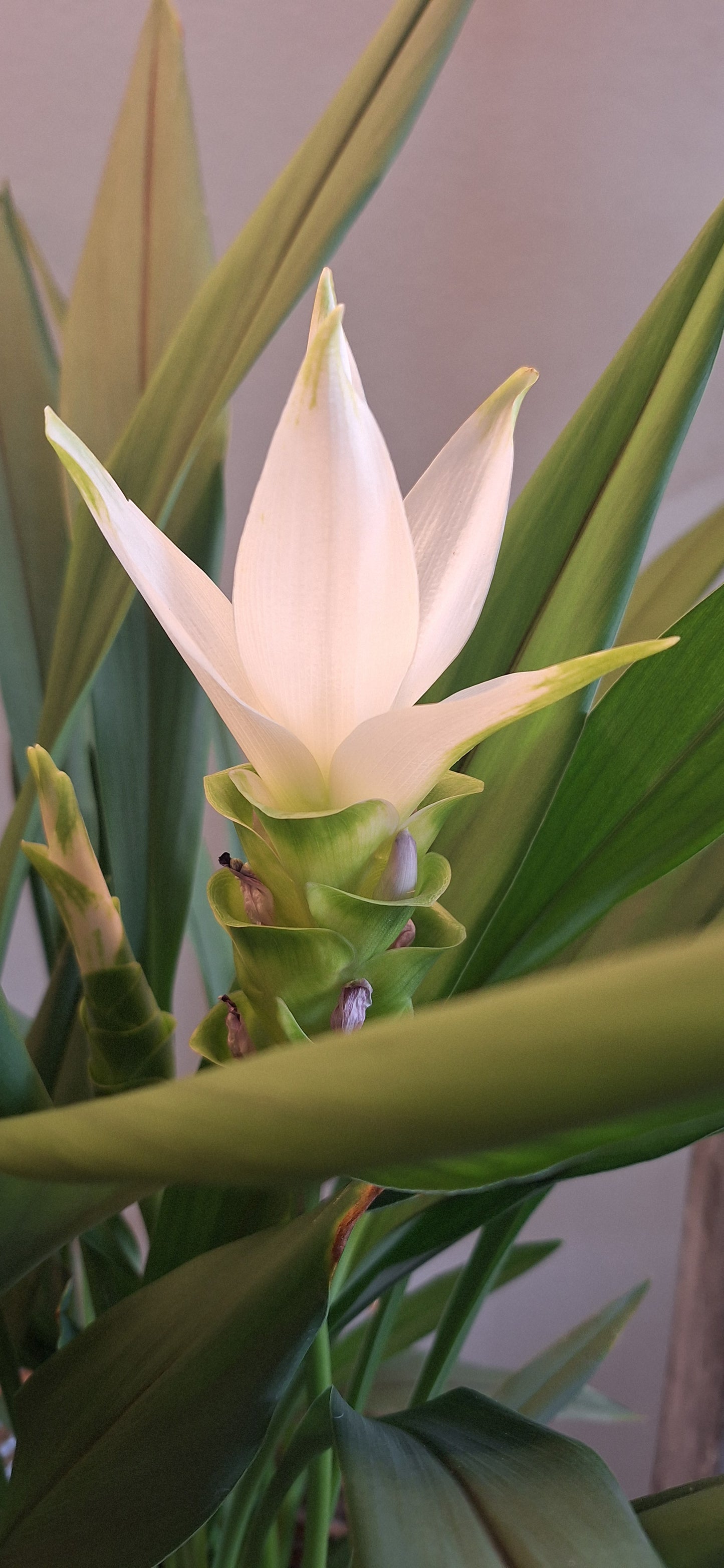 Curcuma XL in mand