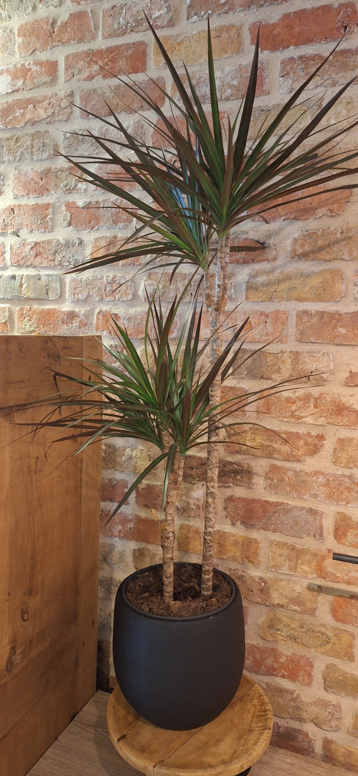 Grote planten & potten
