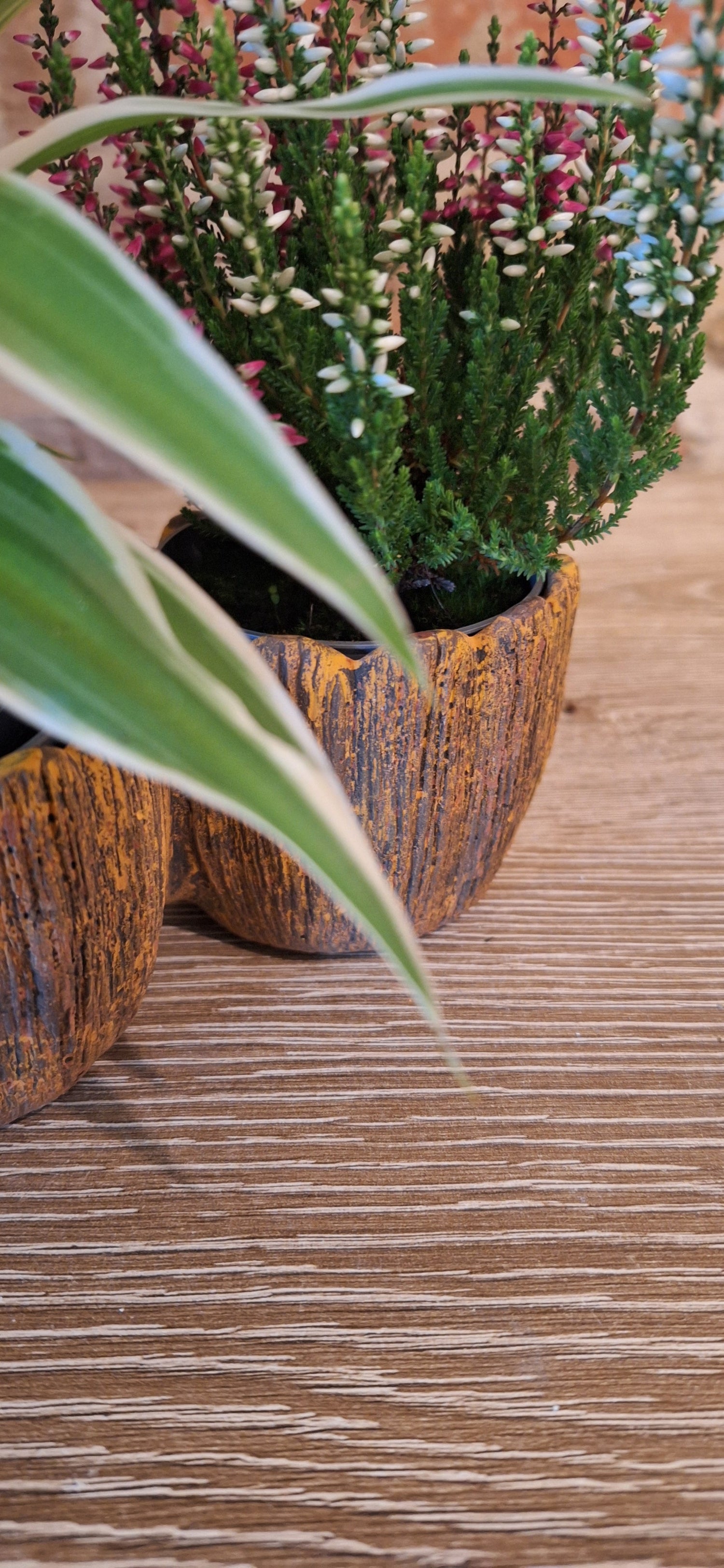 Geselecteerde combinaties Pot + plant