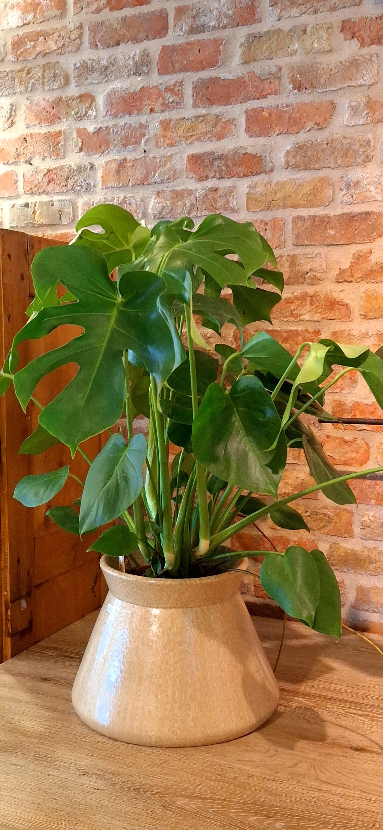 Extra grote planten & potten