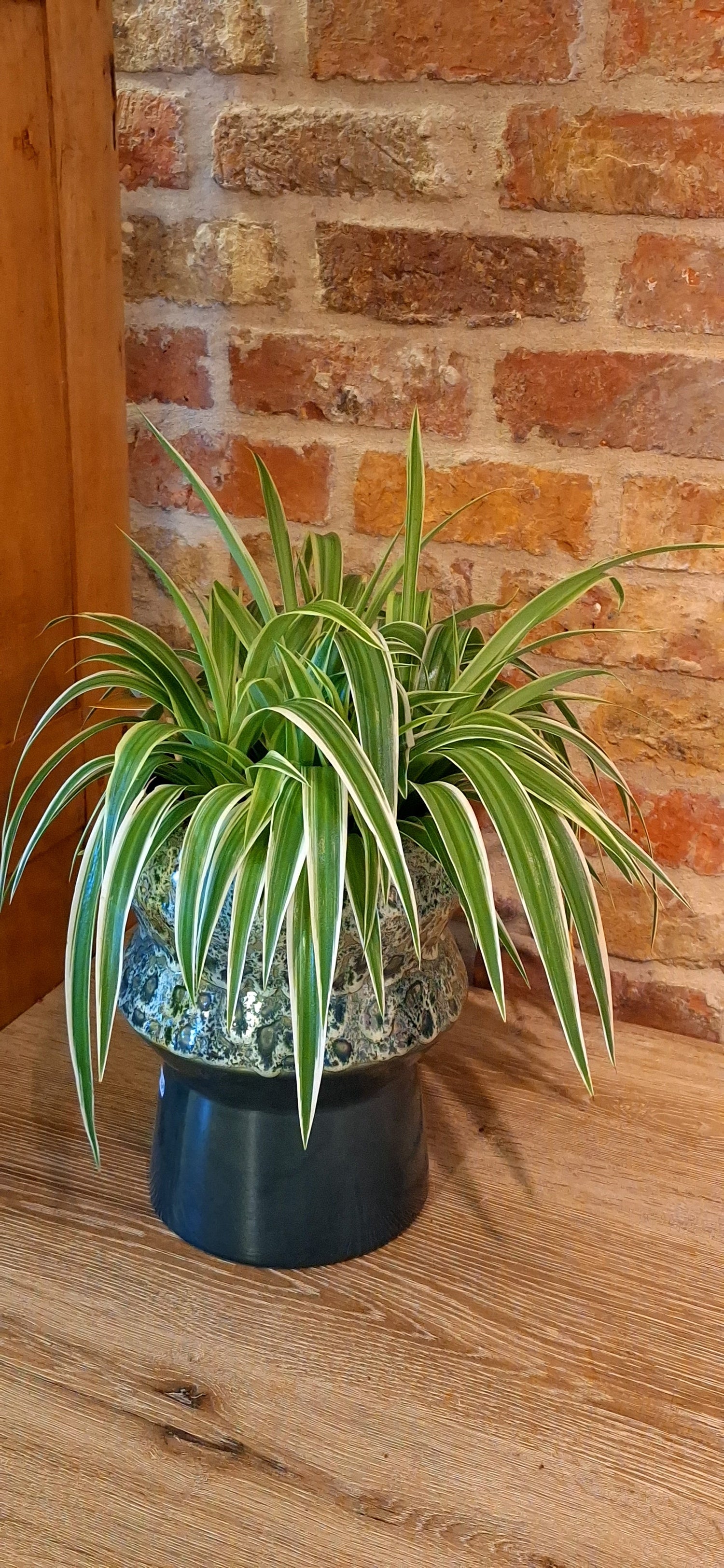 Middelgrote planten & potten