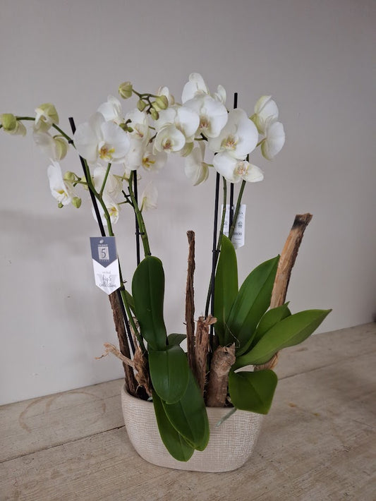 Duo orchideeen