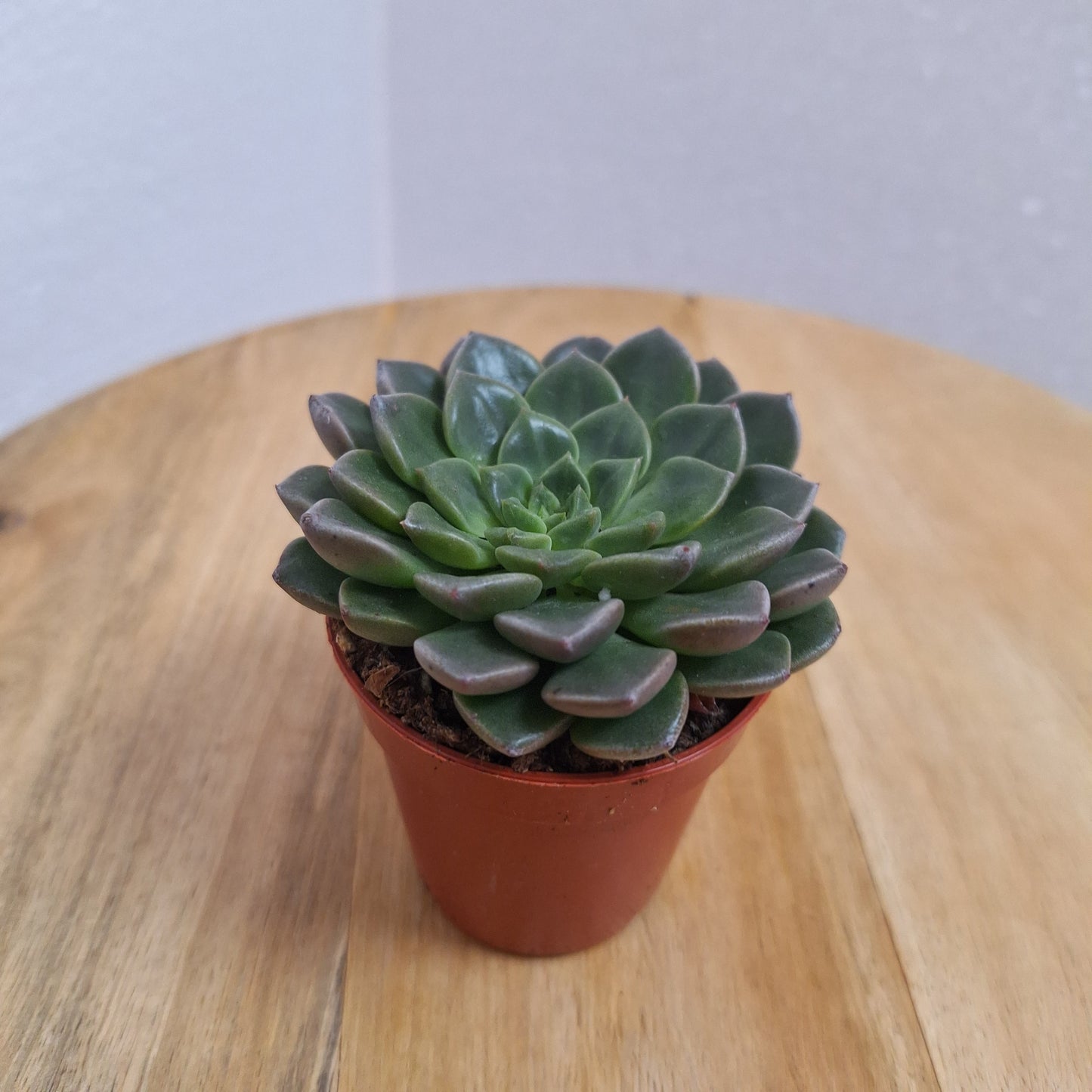 Mini Echeveria