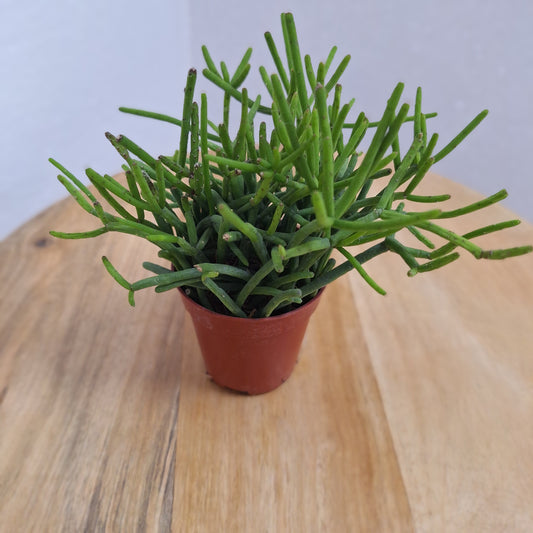 Mini  Crassula