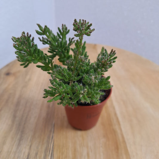 Mini Crassula