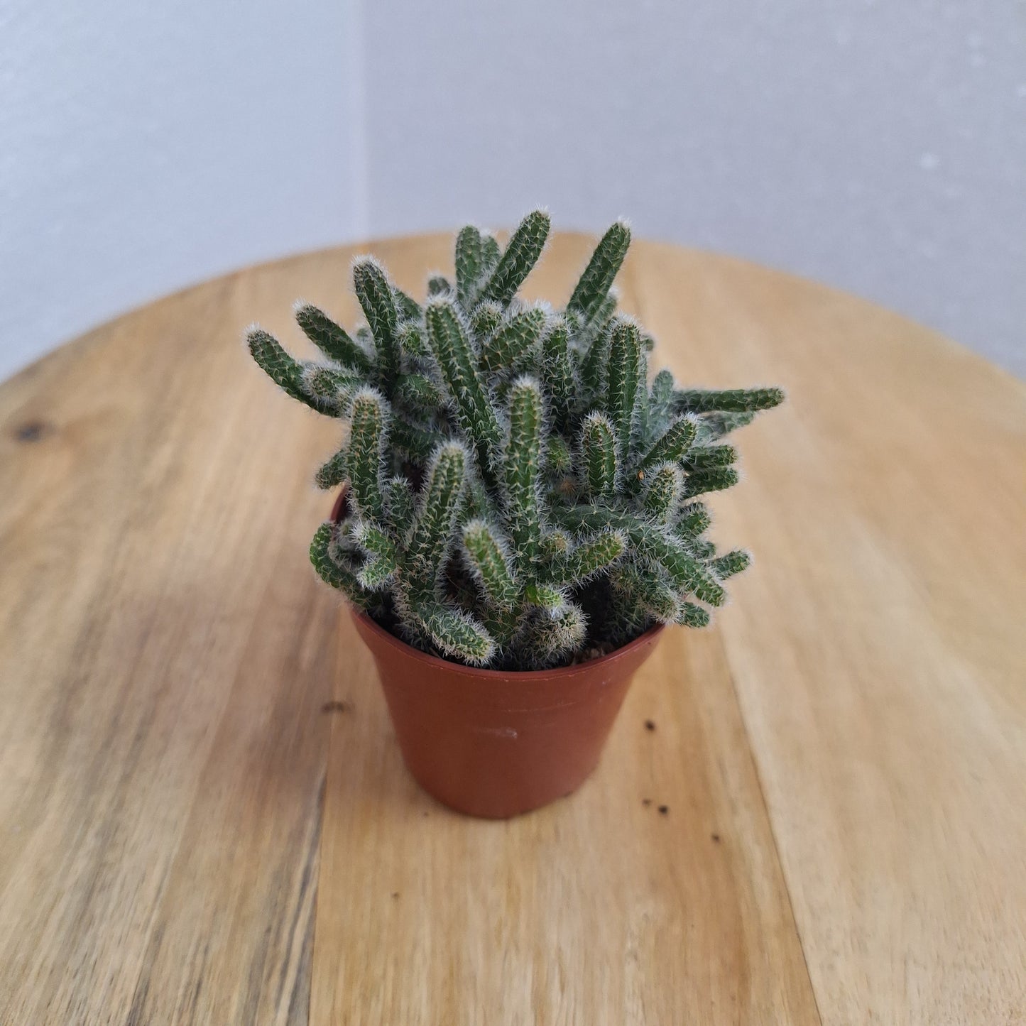 Mini Crassula