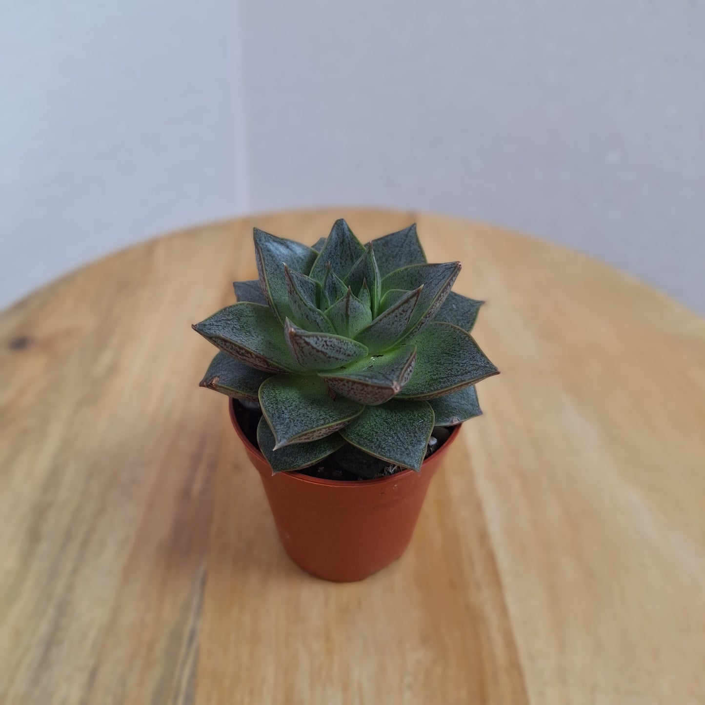 Mini Echeveria