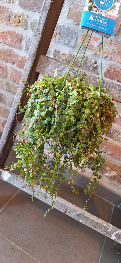 Medium Peperomia hangplant