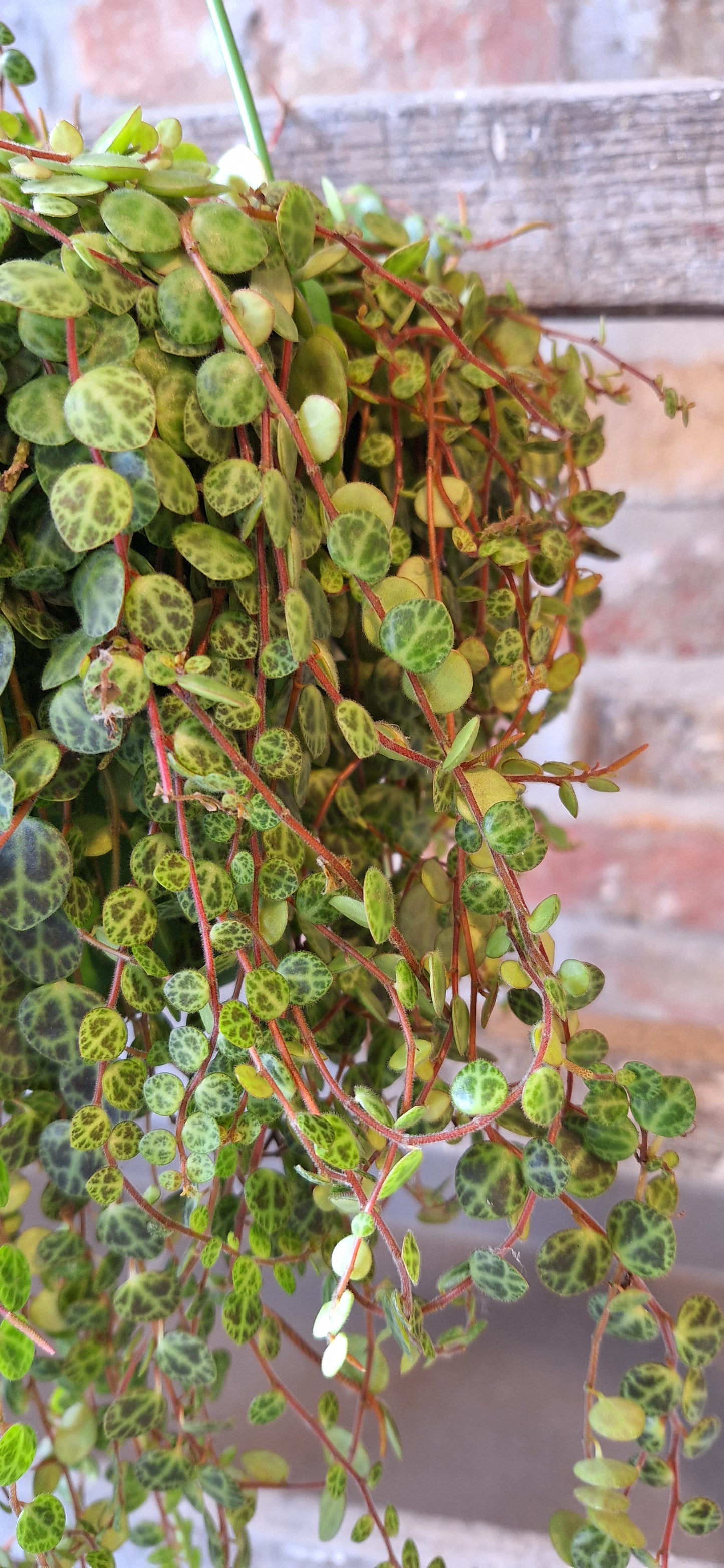 Medium Peperomia hangplant