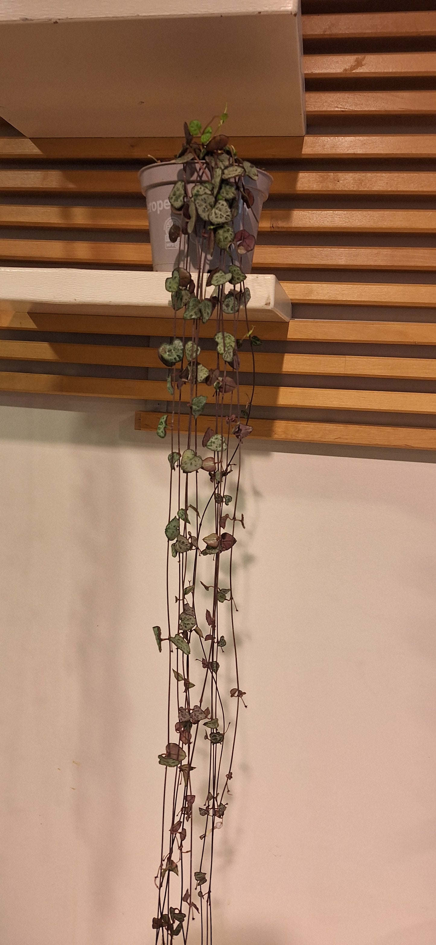 Small Ceropegia hangplant