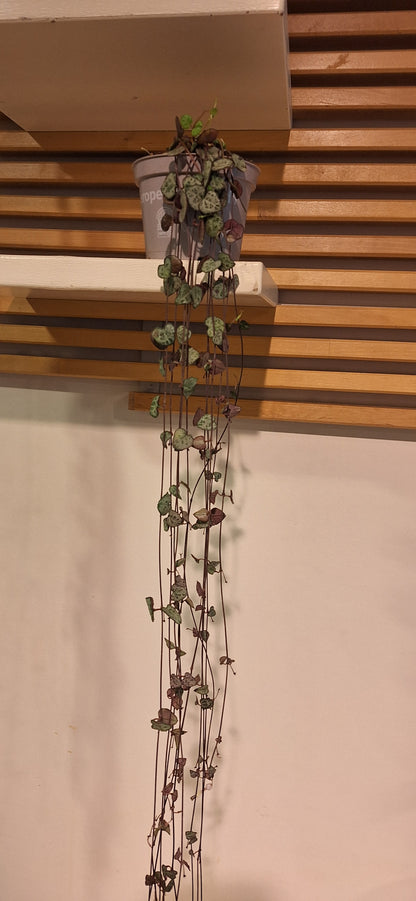 Small Ceropegia hangplant