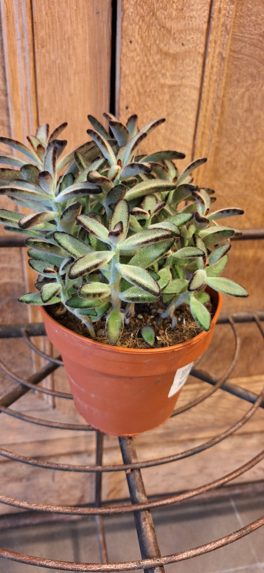 Medium Kalanchoë Nigra