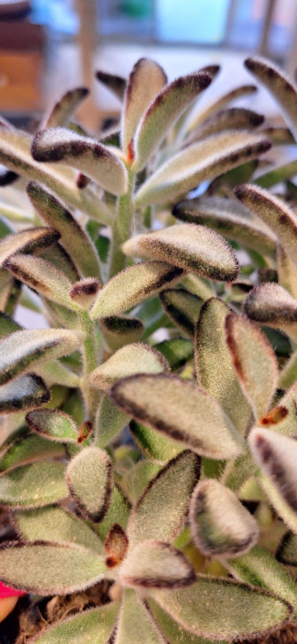 Medium Kalanchoë Nigra