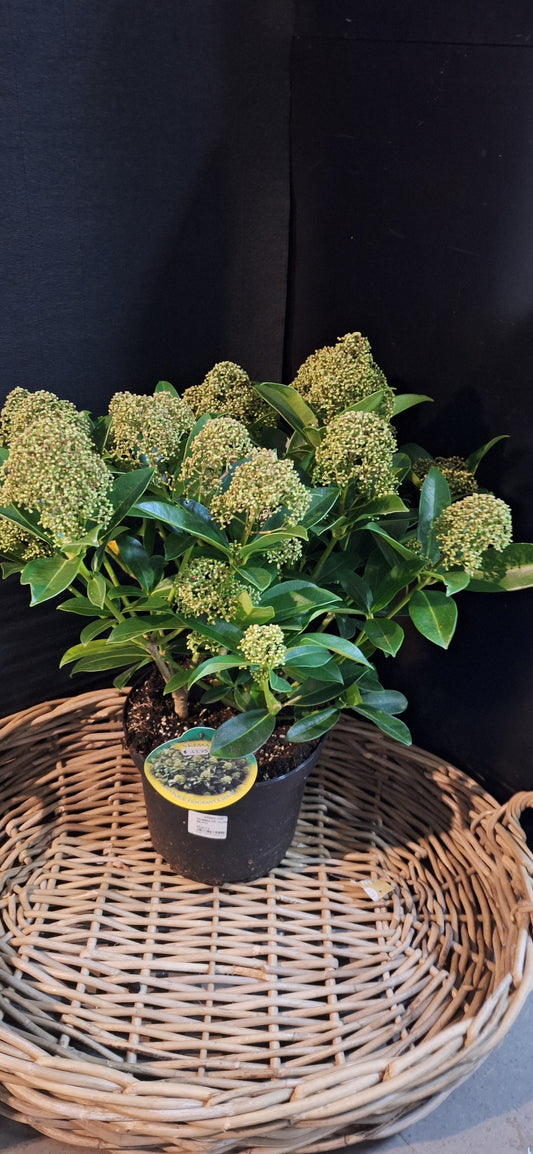 XL Skimmia groen