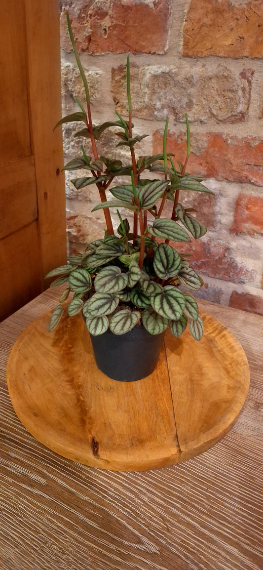 Peperomia dia 12cm