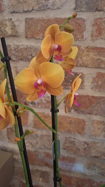 Orchidee buddha 2-tak dia 12cm