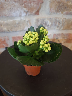 Kalanchoë geel mini dia 6cm