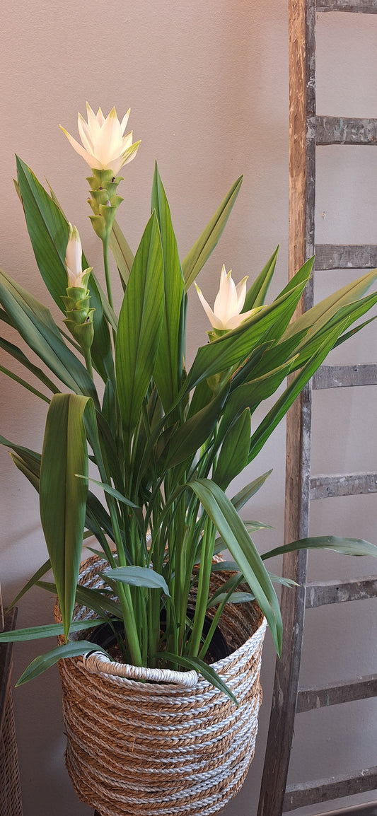 Curcuma XL in mand