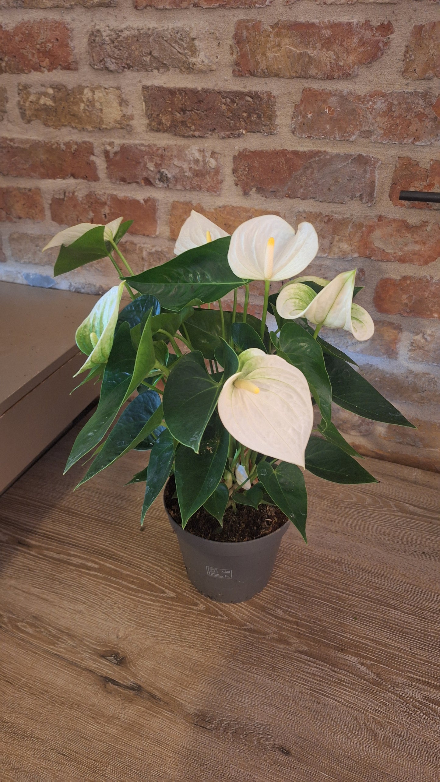 Anthurium karma white dia 17cm