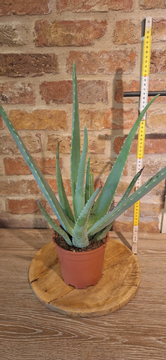 Aloe dia 15cm
