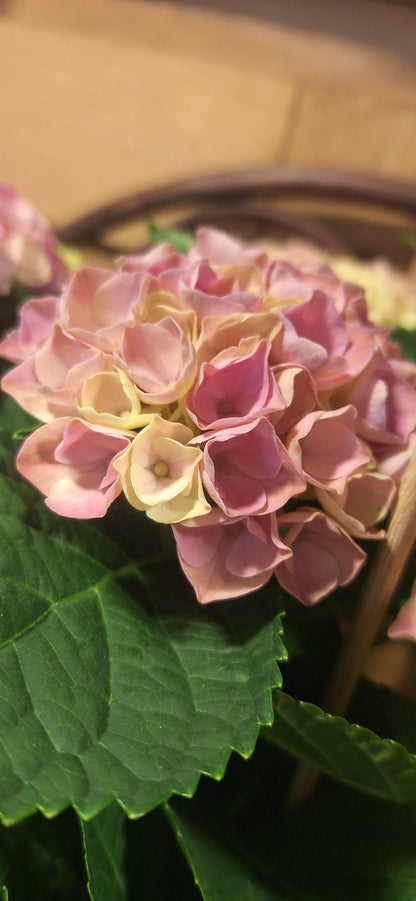 Indoor Hortensia roze