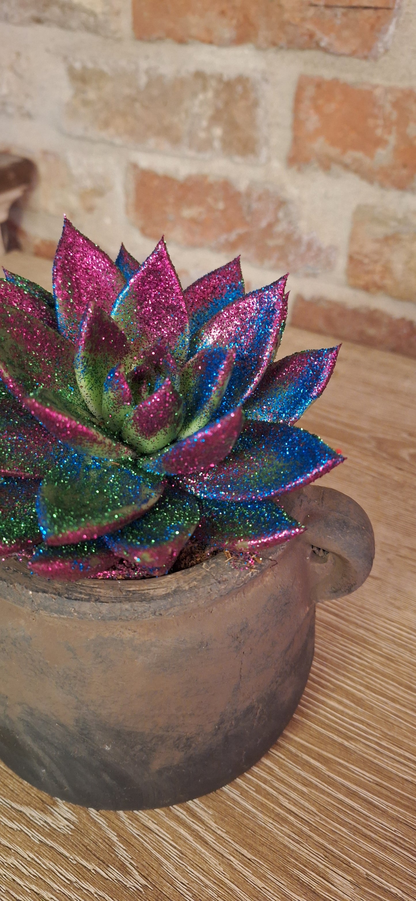 Echeveria disco glitter in pot dia 11cm
