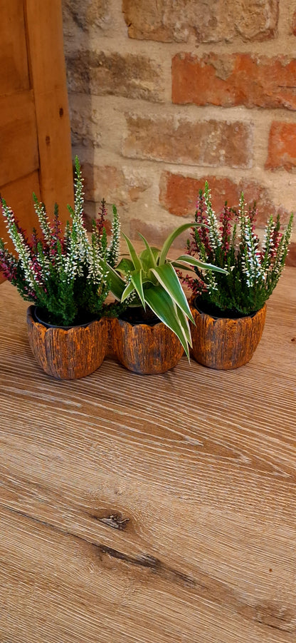 Trio miniplantjes