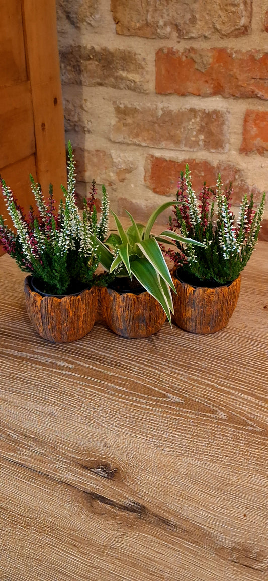 Trio miniplantjes