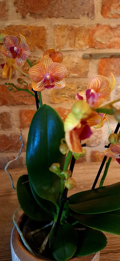 Orchidee creme in pot