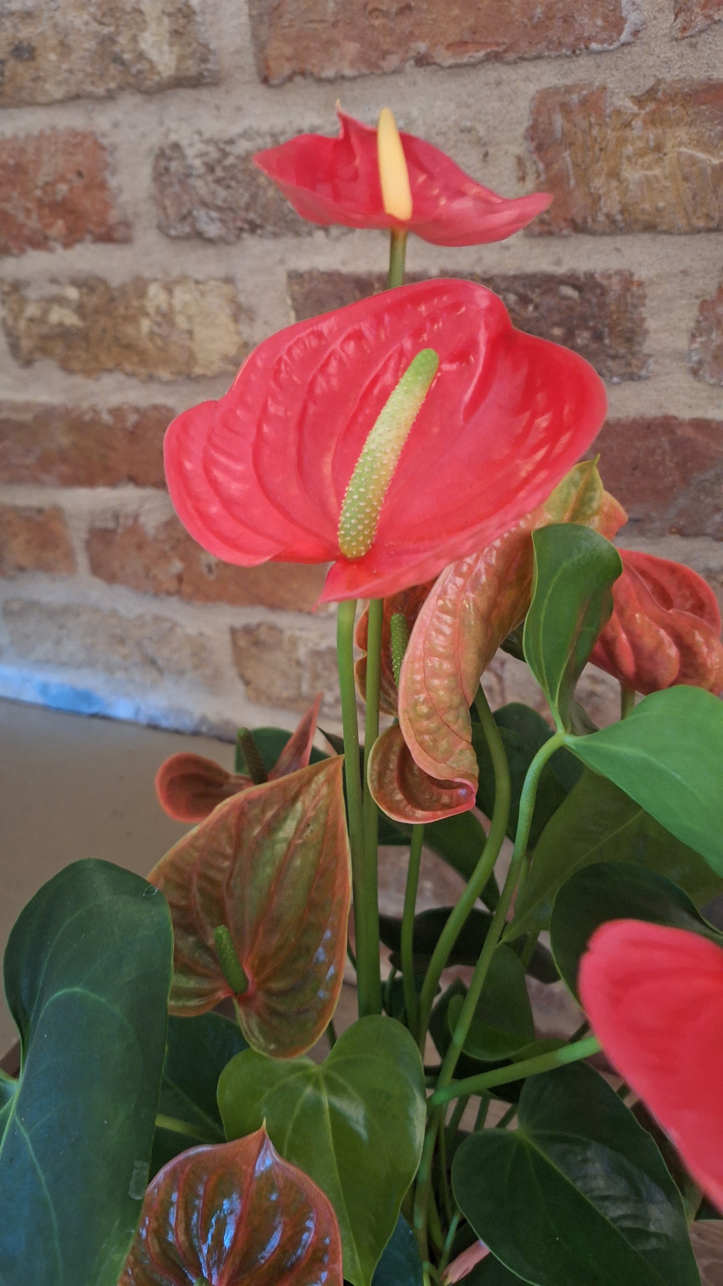 Anthurium karma roze dia 17cm