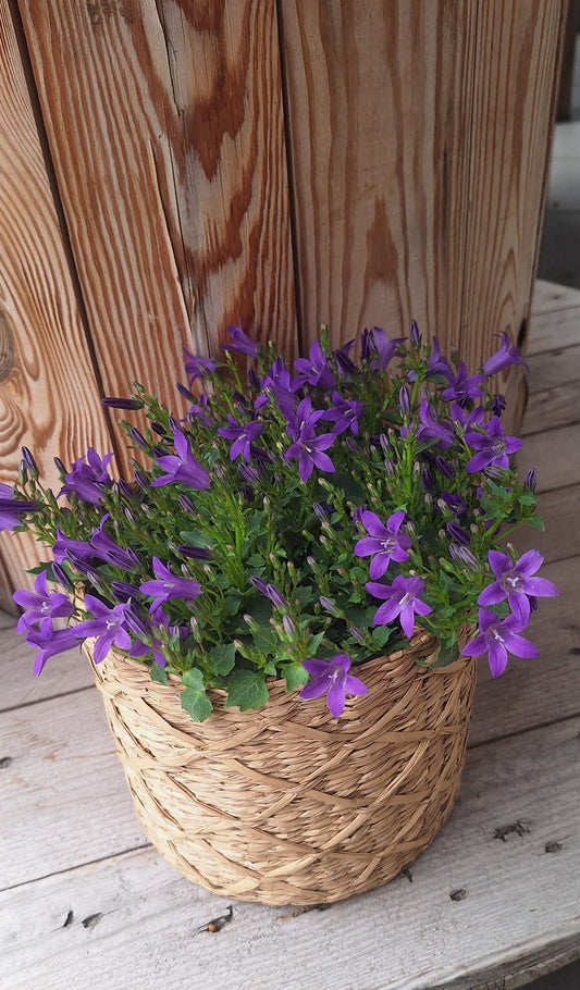 Campanula dia 13cm